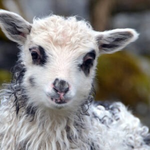 Frøydis i ung drakt