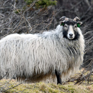 Oddveig ser utover beitet