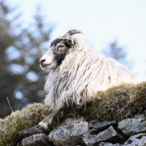 Tillitsauen har kontroll