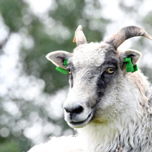 Oddveig i grønglans