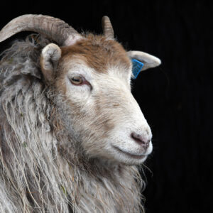 Mari Didrikke portrett