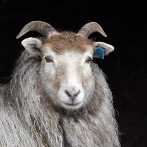 Mari Didrikke på mørk bakgrunn