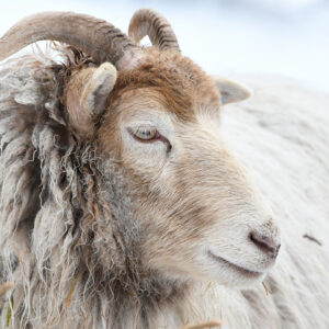 Mari Didrikke i lyset