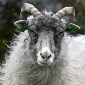 Ungdomsbilde av Hilda