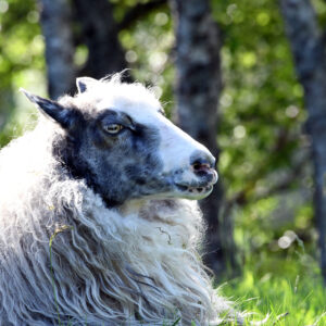 Frøydis tek ein kvil