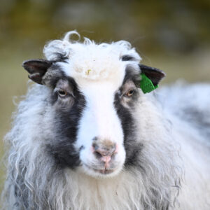 Frøydis i beredskap