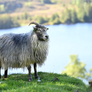 Oddveig framfor vatnet