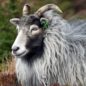 Oddveig på fjelltur