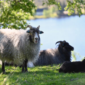 Sjølvaste markerer revir