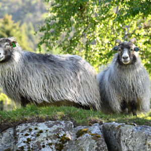 Sjølvaste og Oddveig