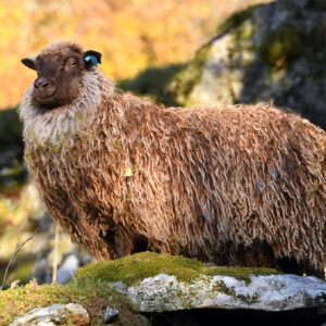 Gjertine i haustfargar