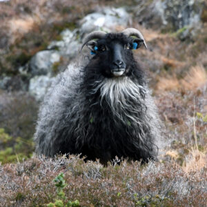 Samantha på fjelltur