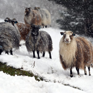 Fjeli og gjengen ein vinterdag