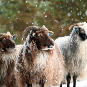 Trekløver i snødriv