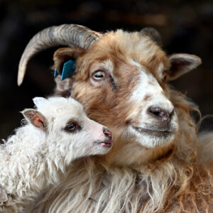 Mor og dotter 50x70 ALU