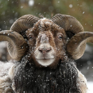 Brede ein vintersdag 50x70 ALU