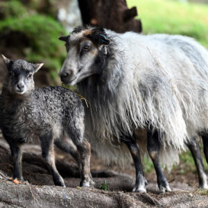 Veivisaren  50x70 ALU