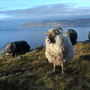 Mari Didrikke framfor Stadlandet 50x70 ALU